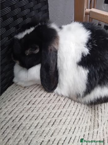 Mini Lop rabbits for sale - Advert 2