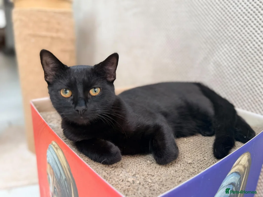Mixed Breed cats for sale: Two Maine Coon x Shorthair boys, available now in Romsey - Advert 1