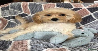 Shihpoo dogs - Advert 4