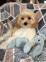 Shihpoo dogs - Advert 5