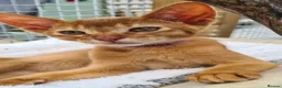 Abyssinian cats for sale: Beautiful pedigree TICA abyssinian kittens - Advert 2