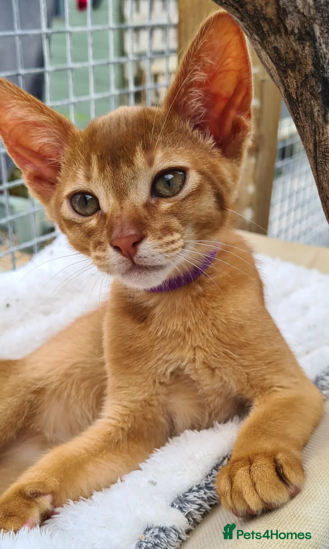 Abyssinian cats for sale: Beautiful pedigree TICA abyssinian kittens - Advert 2