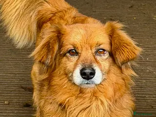 Border Collie dogs MILOSH – Border Collie (Male) - Advert 5