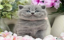 British Shorthair cats for sale:  Quality British kittens - Image 2