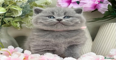 British Shorthair cats - Advert 3