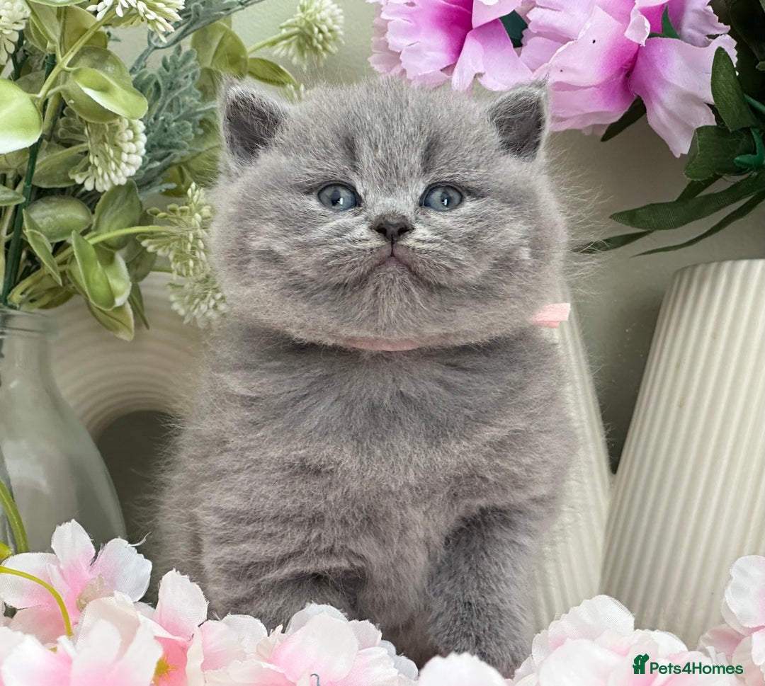 British Shorthair cats for sale:  Quality British kittens - Image 2