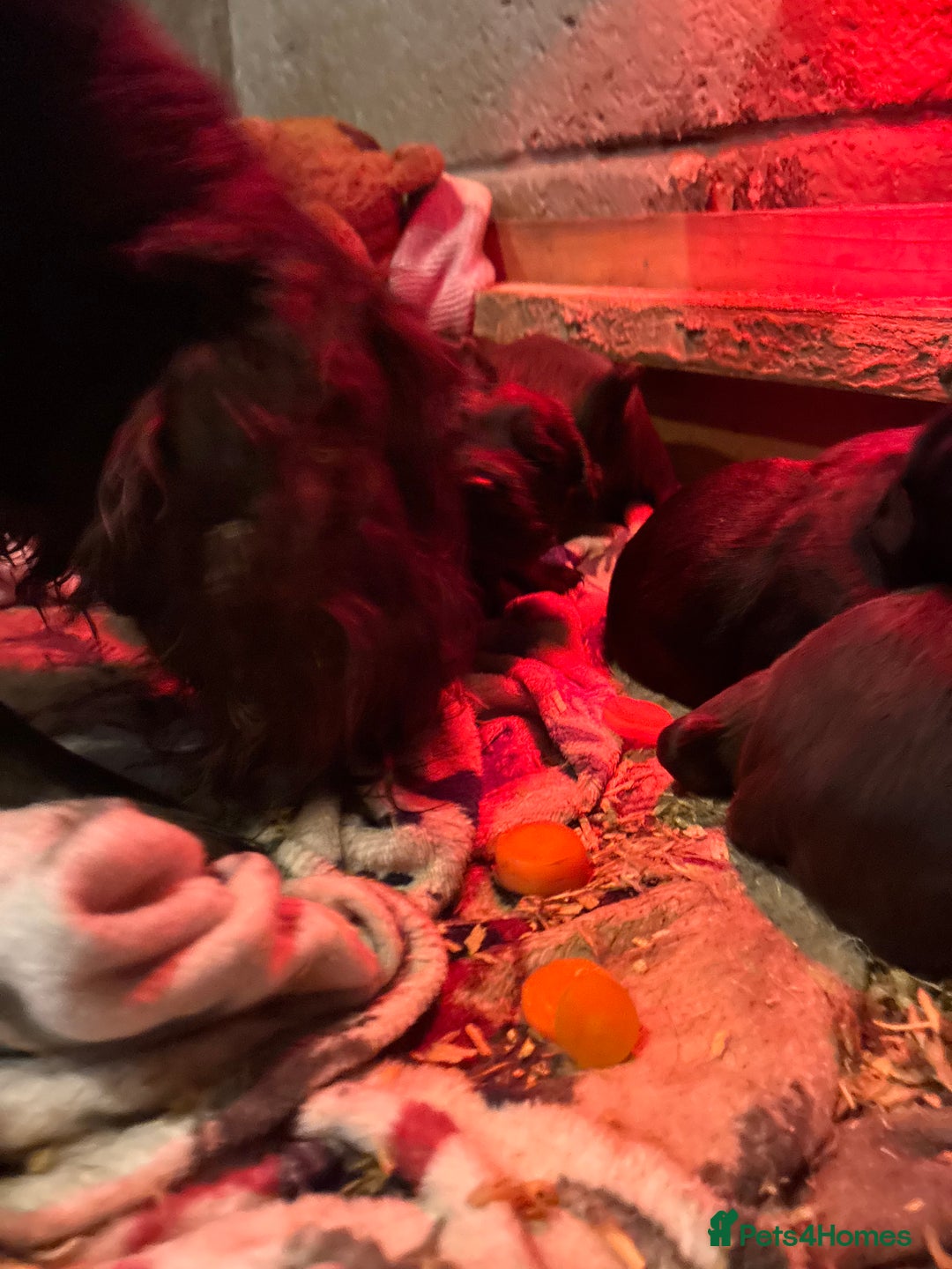 Cocker Spaniel dogs for sale: True working Cocker Spaniels docked  - Advert 1