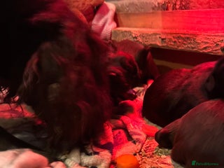 Cocker Spaniel dogs True working Cocker Spaniels docked - Advert 4