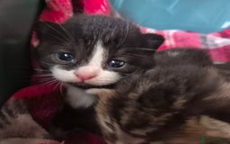 Siberian cats for sale: Beautiful Siberian x BSH kittens  - Image 13