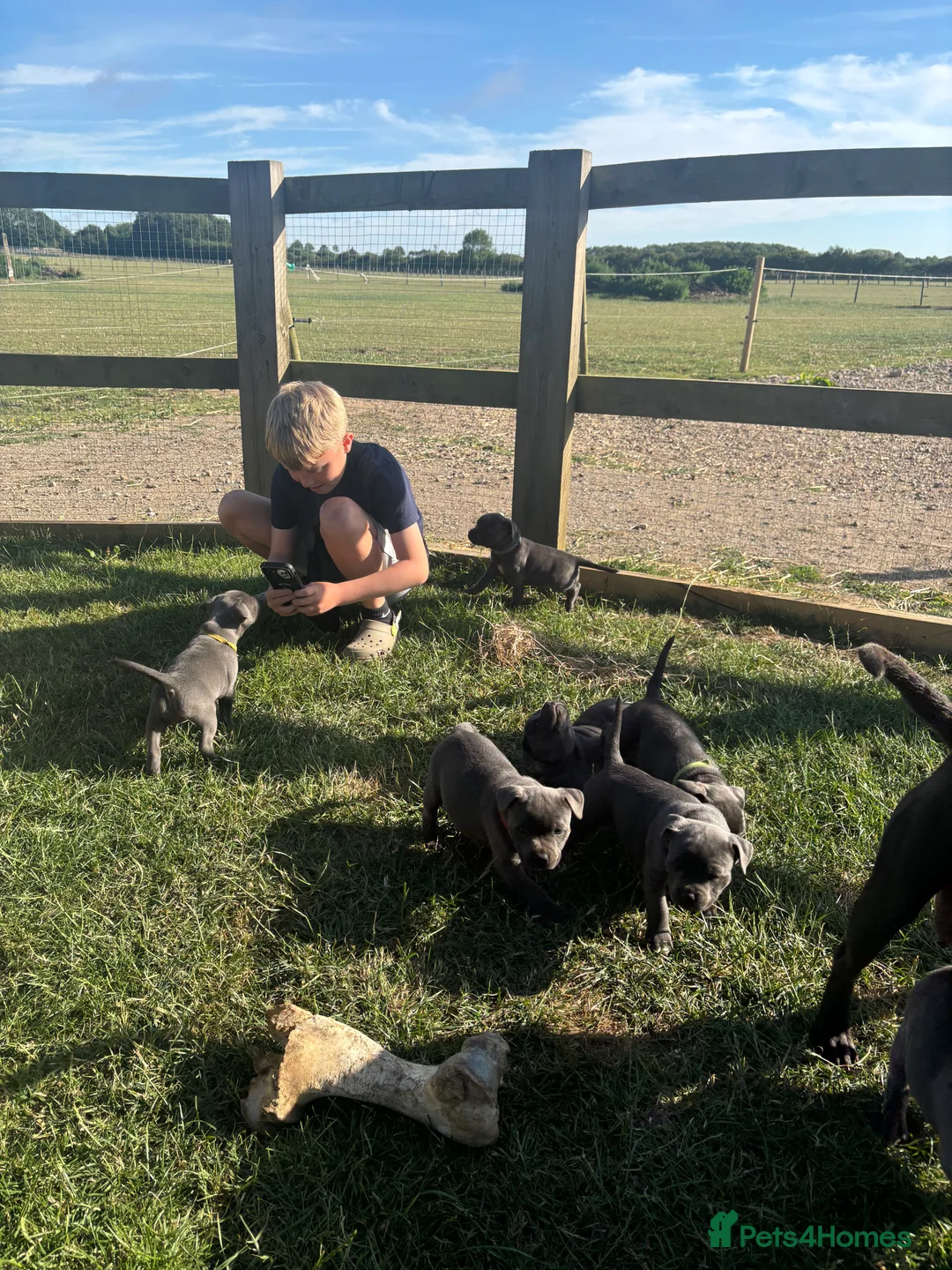 Staffordshire Bull Terrier dogs for stud: Proven KC Blue Staffy For Stud  - Advert 5