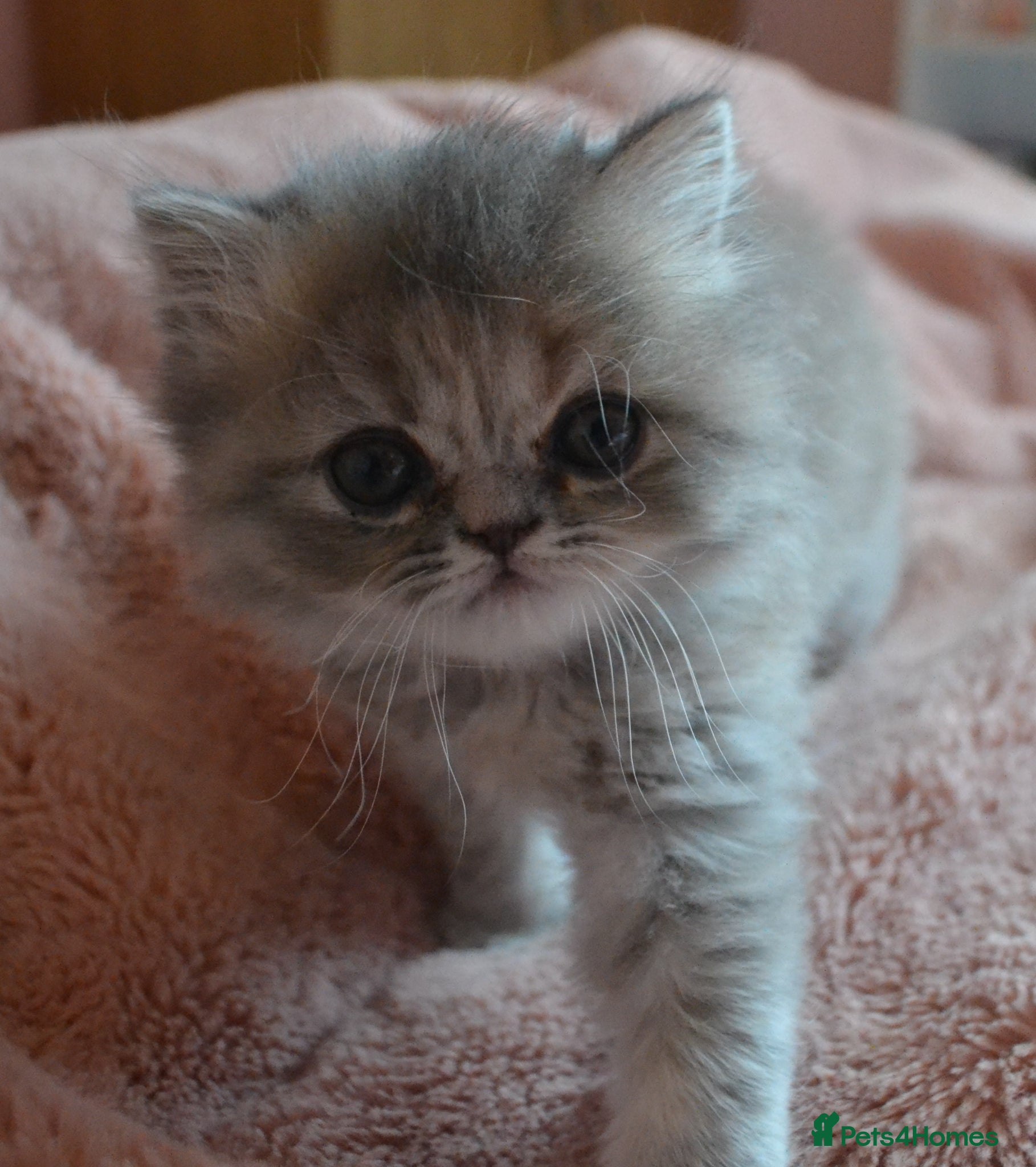 Persian cats Gorgeous Blue Persian female 7 weeks. - Advert 18