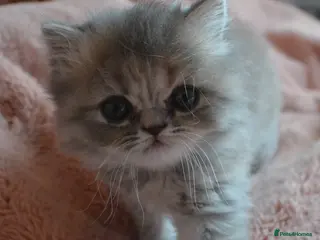 Persian cats Gorgeous Blue Persian female 7 weeks. - Advert 18