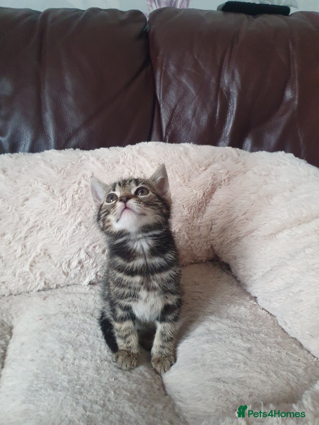 Mixed Breed cats for sale: Maine Coon mixed breed  - Advert 4