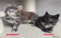 Maine Coon cats for sale: Maine Coon Kittens Tortie/Torbie Russian lines - Image 2