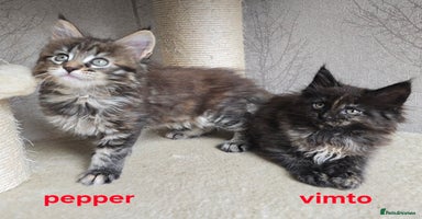 Maine Coon cats - Advert 8