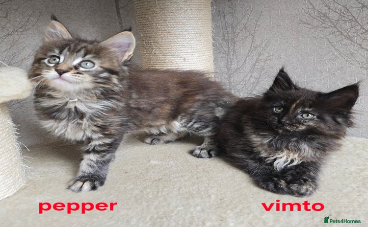 Maine Coon cats - Advert 15