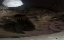 British Shorthair cats for sale: 3 Adorable kittens  - Image 1