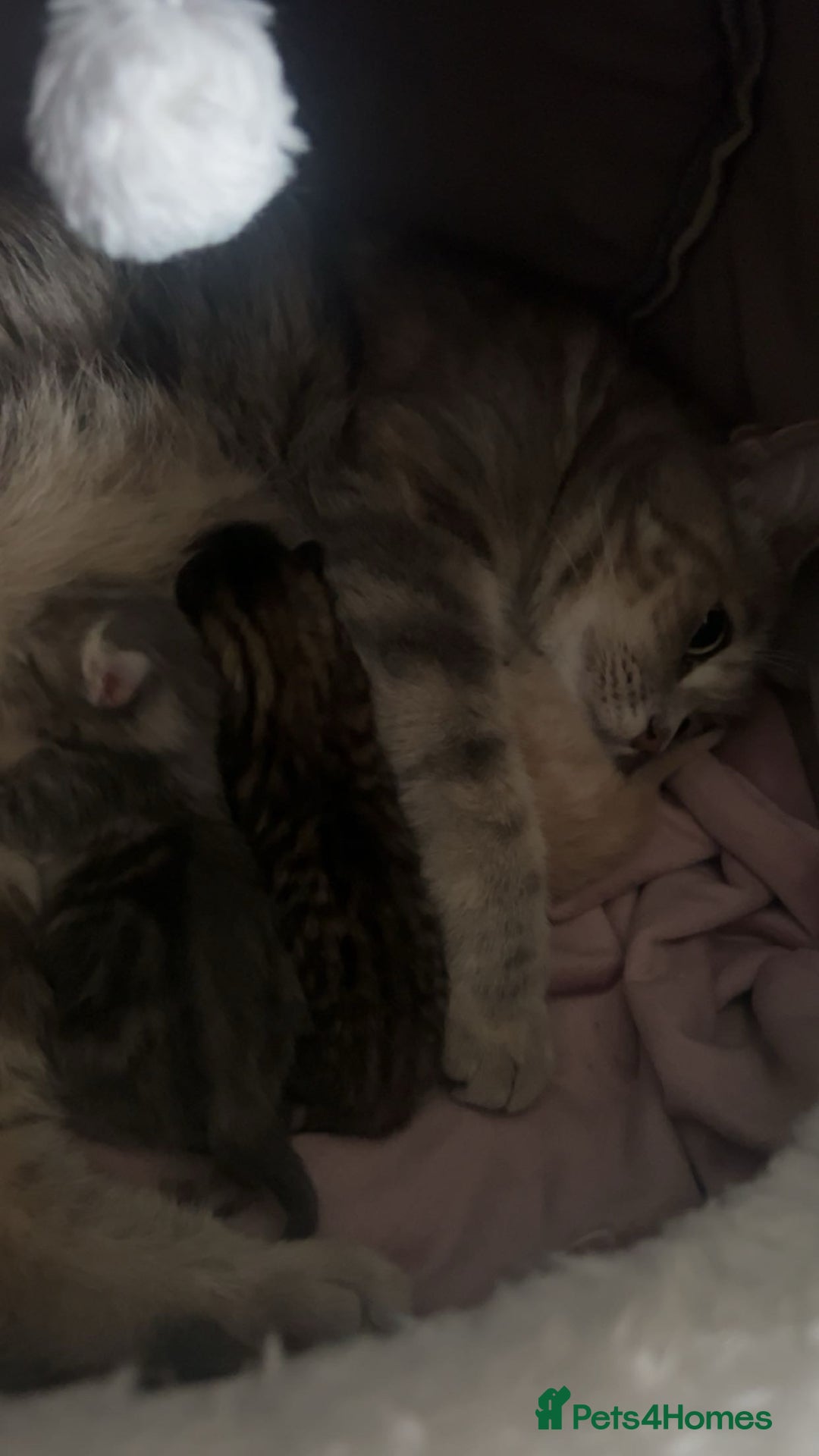 British Shorthair cats for sale: 3 Adorable kittens  - Image 1