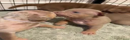 American Bully dogs for sale: Lucci vs Gr CH McLovin pups  - Advert 6