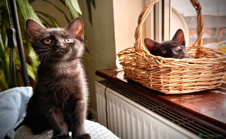 Mixed Breed cats - Advert 3