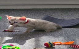 Bengal cats for sale: SNOW BENGAL BLUE EYES TICA PET/ACTIVE - Image 18