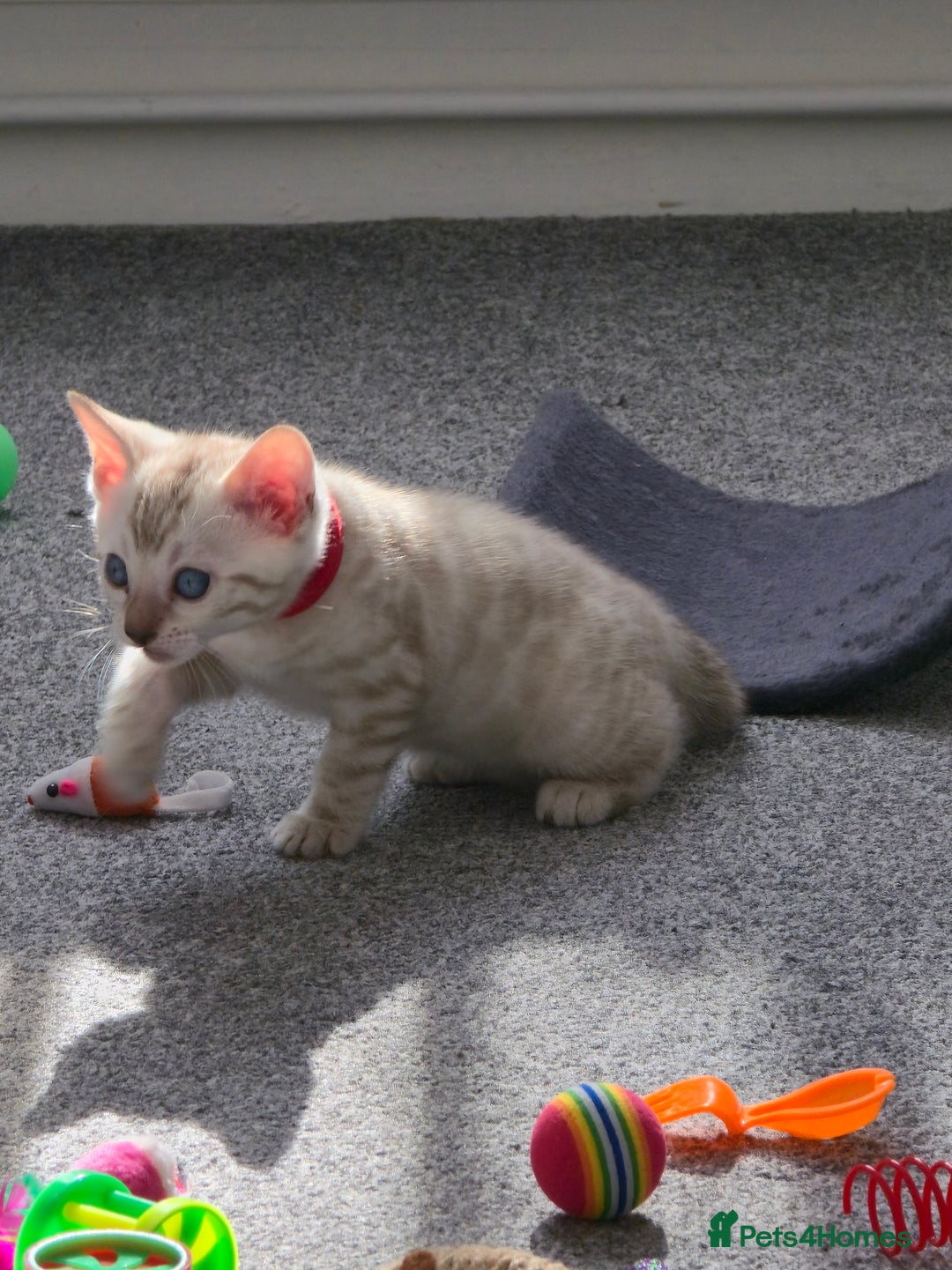 Bengal cats for sale: SNOW BENGAL BLUE EYES TICA PET/ACTIVE - Image 18