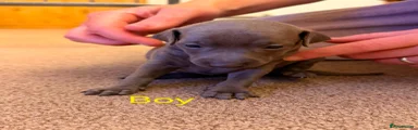 Italian Greyhound 4