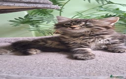 Siberian cats for sale: 6 lovely Siberian kittens  - Image 26