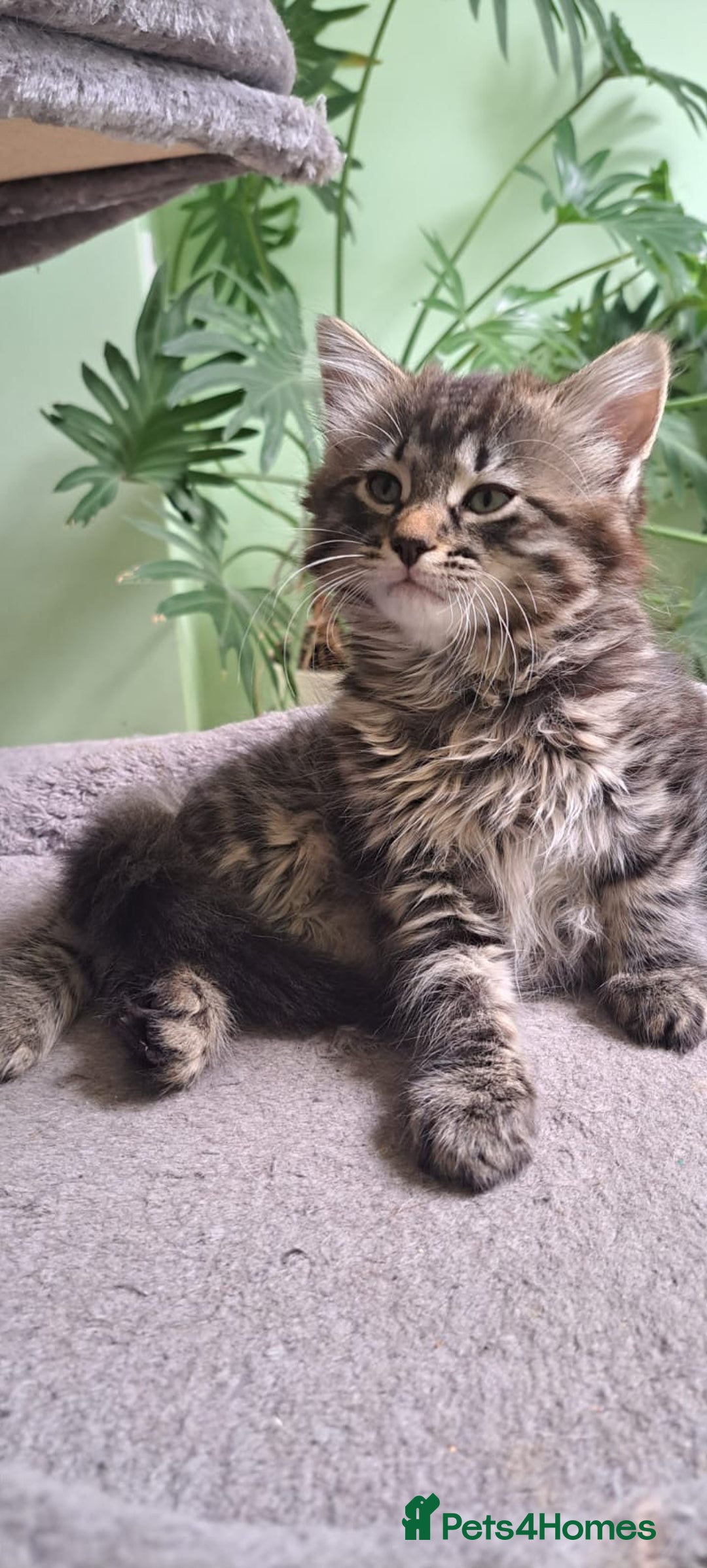 Siberian cats for sale: 6 lovely Siberian kittens  - Image 26