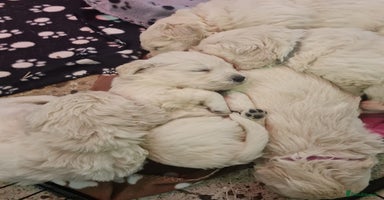 Golden Retriever dogs - Advert 6