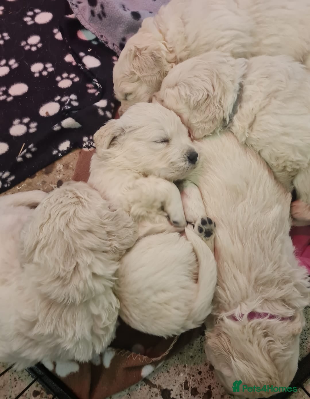 Golden Retriever dogs for sale: Top pedigree, purebred golden retriever puppies  - Image 2