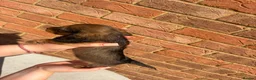 Miniature Dachshund dogs for sale: Champion bloodline miniature long haired dachshund - Advert 23