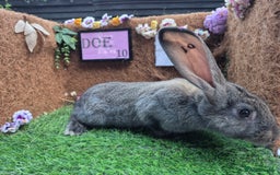 Continental Giant rabbits for sale: Pure Continental Giant Vaccinated  - Image 28