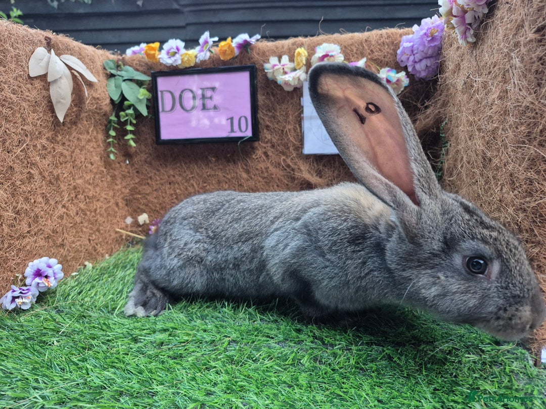 Continental Giant rabbits for sale: Pure Continental Giant Vaccinated  - Image 28