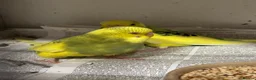 Budgerigars birds for sale: Budgies , males and females available.  - Advert 6