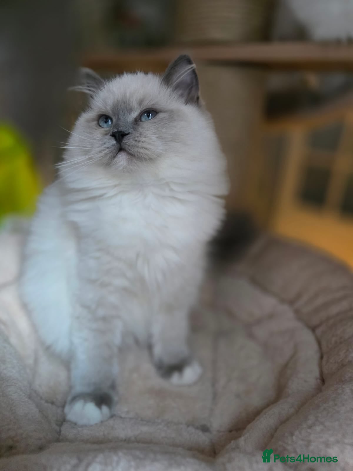 Ragdoll cats 🩷Amazing European Grand Champion lines🏆🥇 TICA💙 - Advert 12