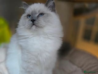 Ragdoll cats 🩷Amazing European Grand Champion lines🏆🥇 TICA💙 - Advert 12