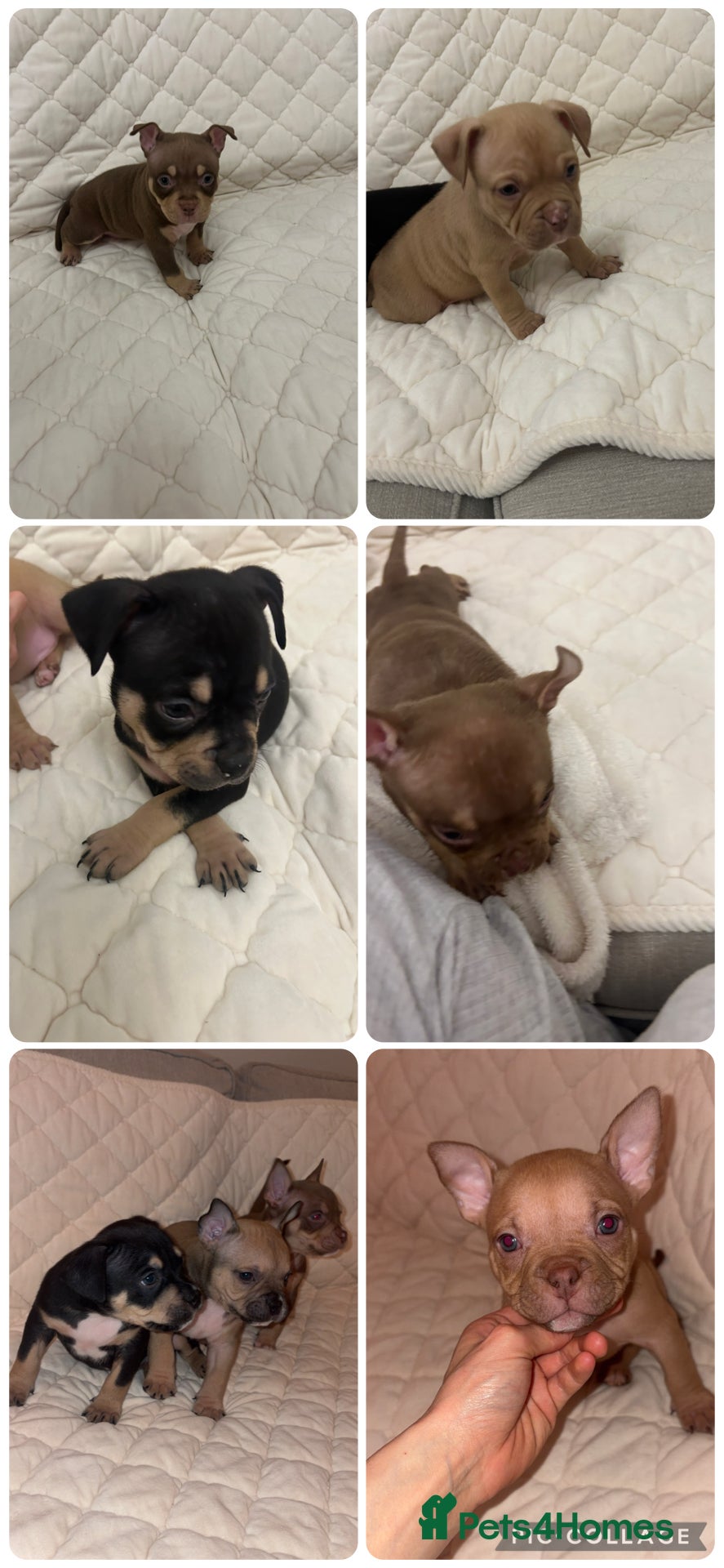 American Bully dogs ABKC Registered pocket bully puppies. Champion🩸🧬 - Advert 19