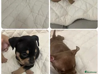 American Bully dogs ABKC Registered pocket bully puppies. Champion🩸🧬 - Advert 17