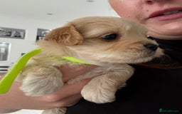 Maltipoo dogs for sale: Beautiful Male Maltipoo F1 Pups - Image 32