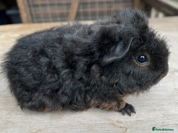 Guinea Pig rodents - Advert 5