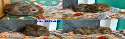 Guinea Pig rodents for sale: Various Guinea Pigs - Ready Now - Advert 26