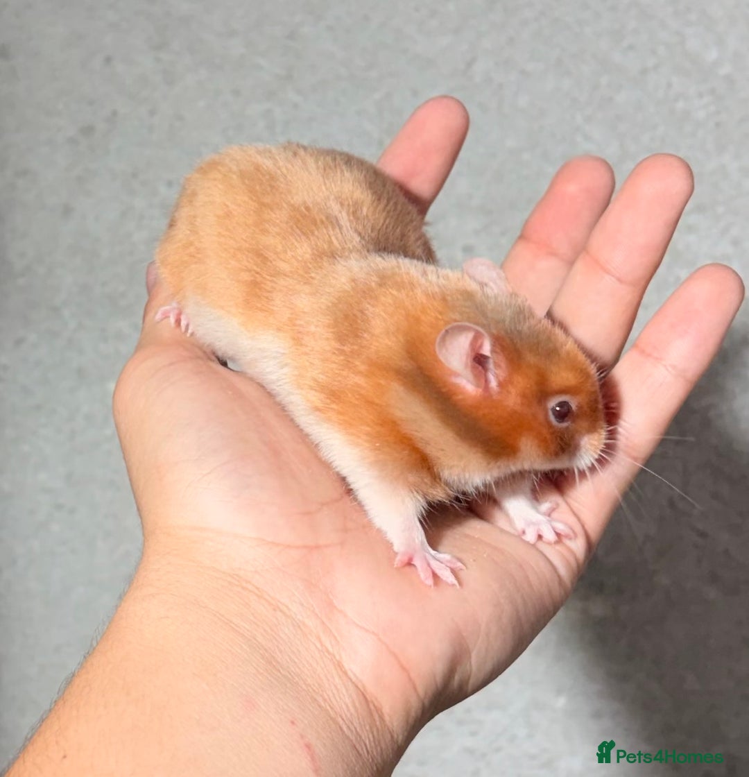 Hamster rodents for sale: BABY TAME PEDIGREE SYRIAN HAMSTER PUPS - Image 13