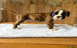 Boxer dogs for sale: STUNNING PEDIGREE BOXERS!x - Image 5
