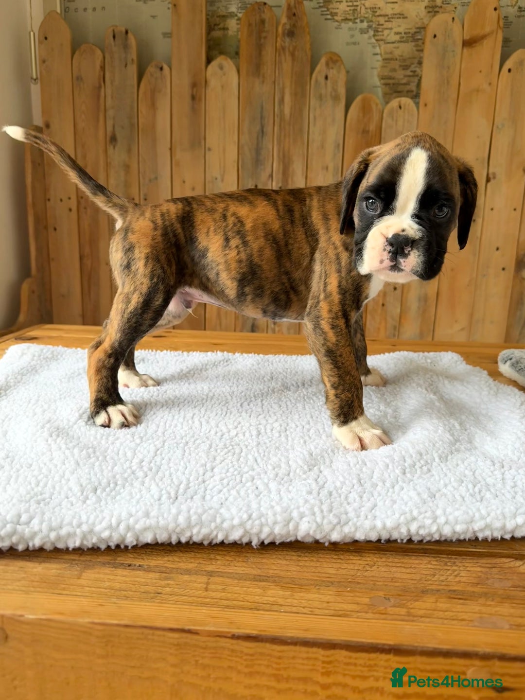Boxer dogs for sale: STUNNING PEDIGREE BOXERS!x - Image 5