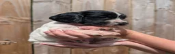Sprocker dogs for sale: F1 Sprocker puppies !! ONLY 2 LEFT !! - Advert 18