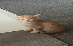 Mixed Breed cats for sale: Kittens available to leave 12th Oct - Image 6