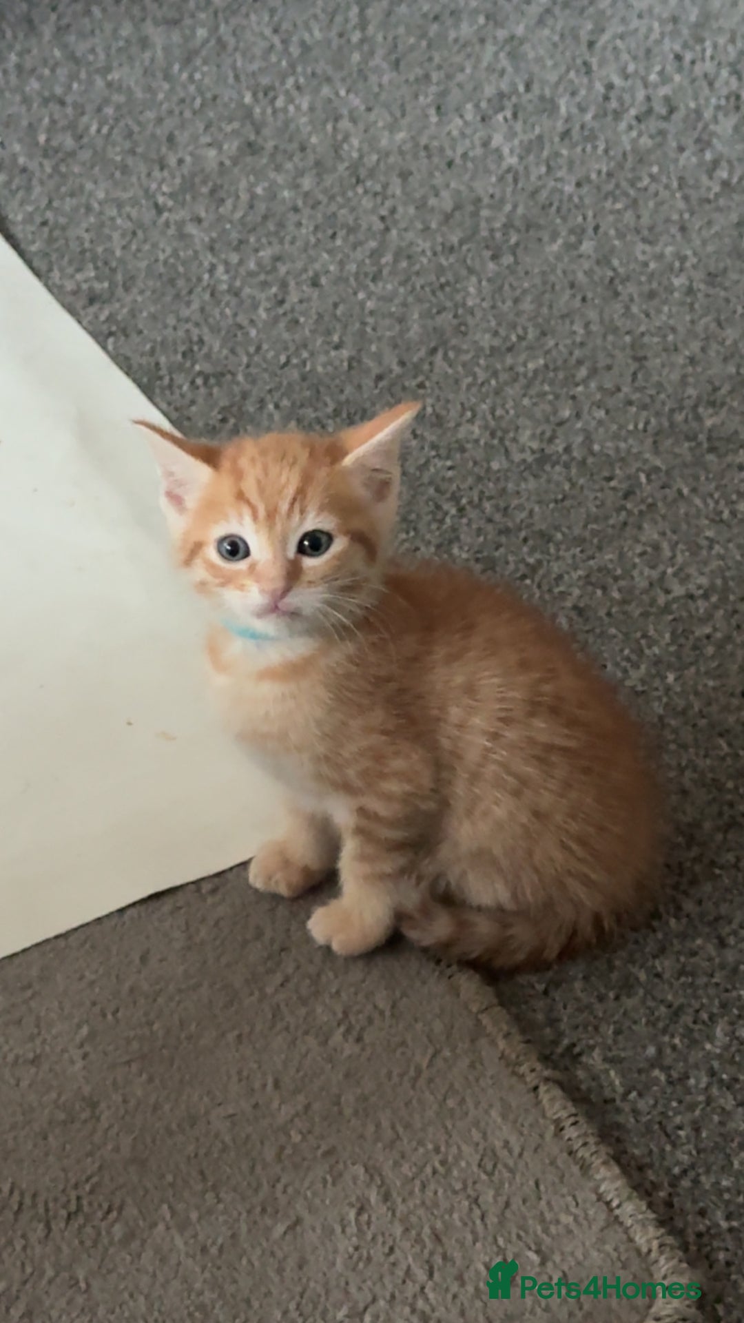 Mixed Breed cats for sale: Kittens available to leave 12th Oct - Image 6