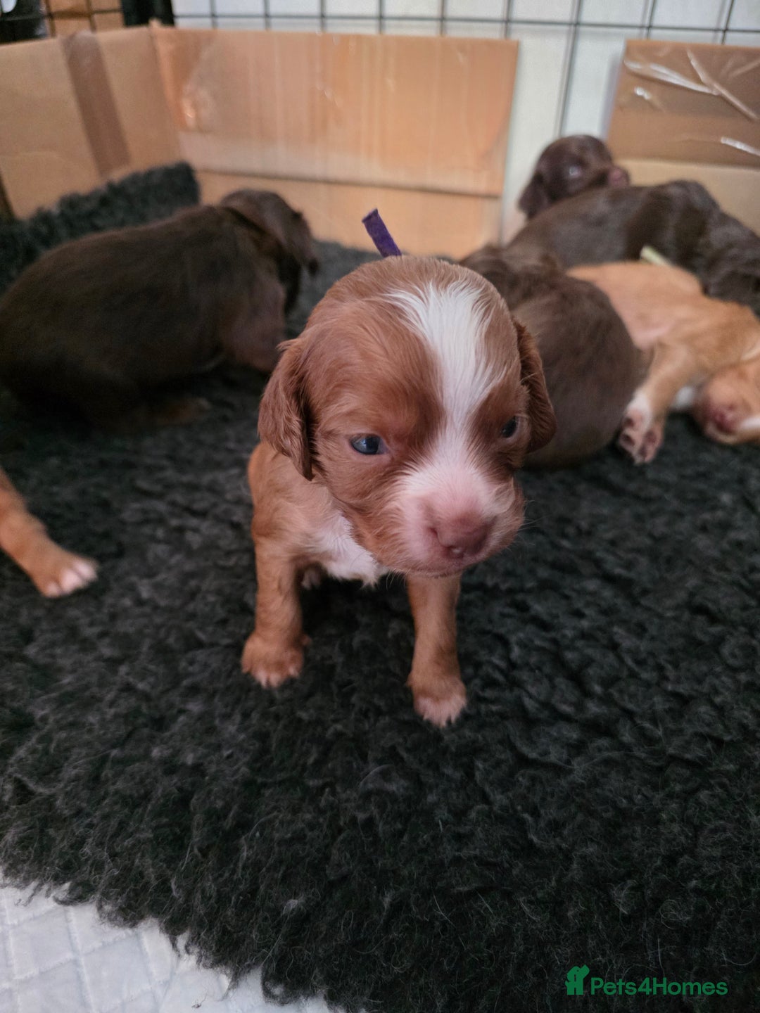 Cocker Spaniel dogs for sale: Beautiful Spaniel pups! - Advert 20