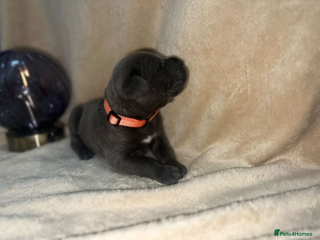 Cane Corso dogs for sale: ICF/ICCF Champion 6th GENERATION Cane Corso pups - Advert 16